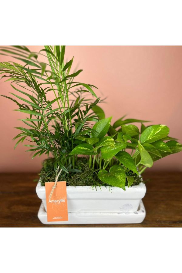 plantinha não inclusa