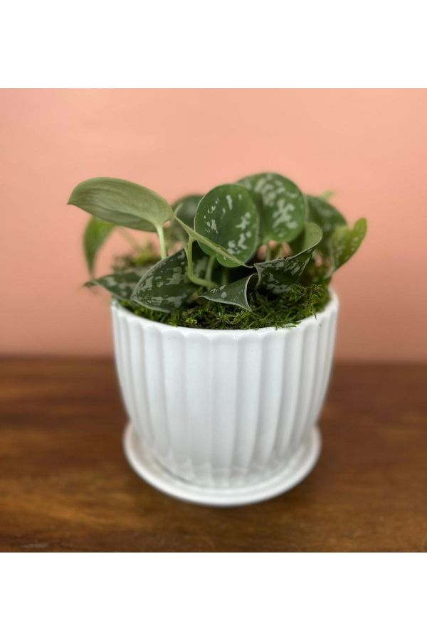 plantinha não inclusa