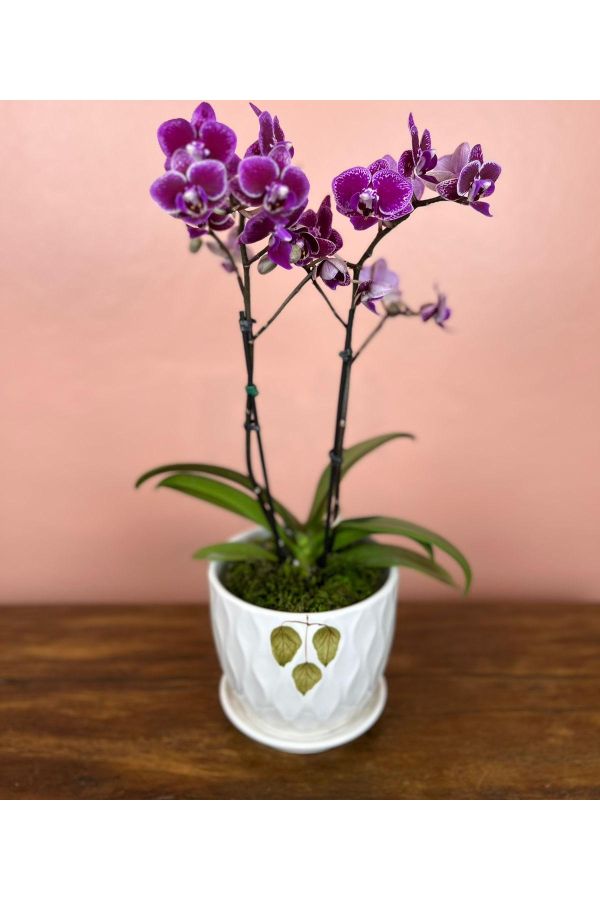 plantinha não inclusa