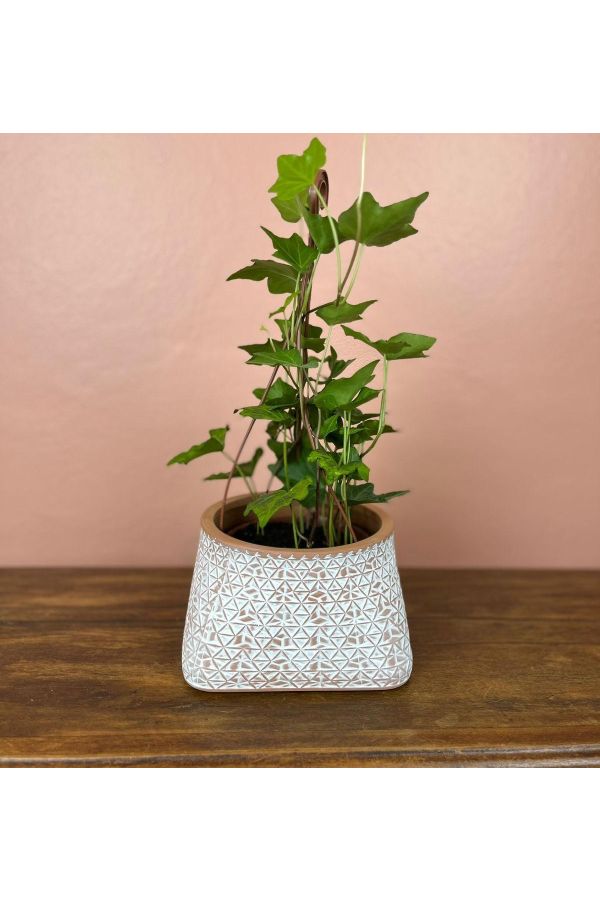 plantinha vendida separadamente